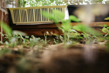 seedlings in peat pots.Baby plants seeding, black hole trays for agricultural seedlings.The spring...