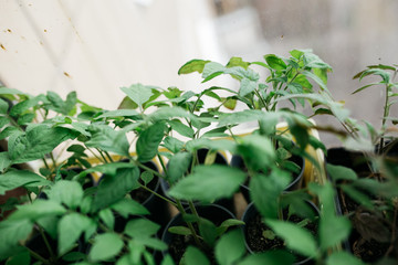 seedlings in peat pots.Baby plants seeding, black hole trays for agricultural seedlings.The spring...