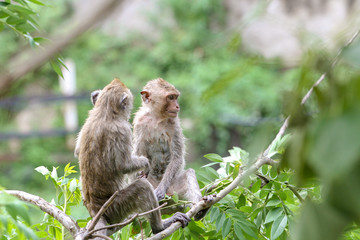 Two monkey wet water on tree in thailand