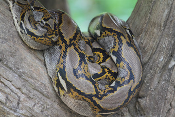 burmese python body skin on stick tree at thailand