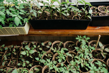 seedlings in peat pots.Baby plants seeding, black hole trays for agricultural seedlings.The spring...