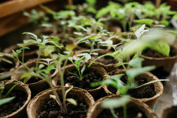 seedlings in peat pots.Baby plants seeding, black hole trays for agricultural seedlings.The spring...