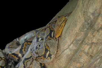 burmese python on stick tree at thailand