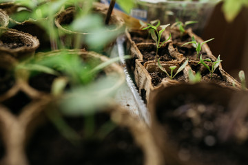 seedlings in peat pots.Baby plants seeding, black hole trays for agricultural seedlings.The spring...