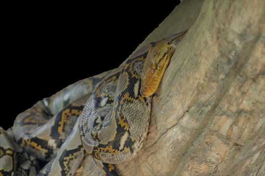 burmese python on stick tree at thailand