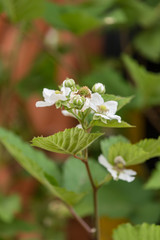 White flower of blackberry