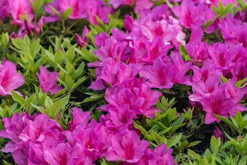 Obraz na płótnie Canvas Pink azalea flower