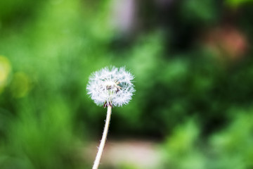 Dandelion puff ball, blow ball, seed head, leontodon taraxacum from low angle or perspective isolated with select focus, soft bokeh background