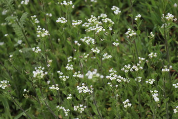 white flowers in the garden