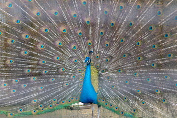 Fototapeta premium インドクジャク