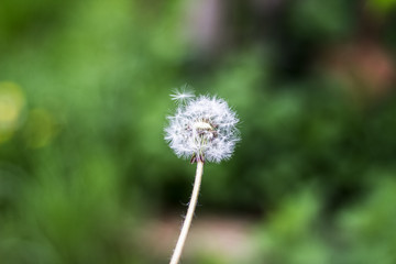 Dandelion puff ball, blow ball, seed head, leontodon taraxacum from low angle or perspective isolated with select focus, soft bokeh background