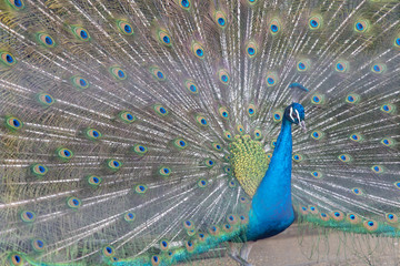 Fototapeta premium インドクジャク