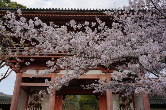 daigoji 醍醐寺　桜　sakura cherry blossoms