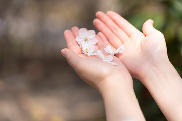 Petals of cherry blossom on hands of the girl.