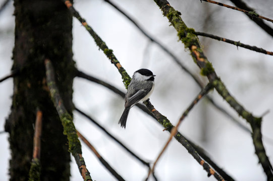 m&eacute;sange &agrave; t&ecirc;te noire