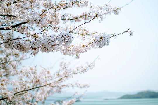 桜と海