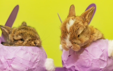 small rabbits in the basket 
