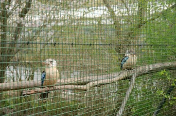 Blue-winged Kingfisher in Pilsen Zoo