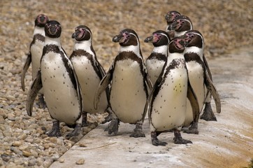 Humboldt Penguin in Captivity in ZOO Pilsen Czech Republic 
