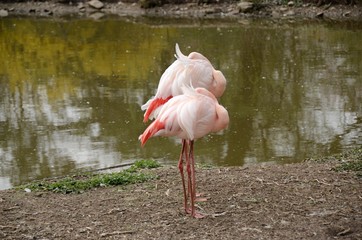 pink flamingo in captivity in Pilsen ZOO Czech republic 