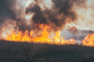 Fototapeta na wymiar Strong fire and smoke, grass and reeds in flames.Black smoke.