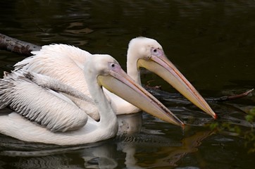White Pelican in Zoo Pilsen Czech republic 