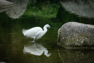 Aigrette en recherche de proies