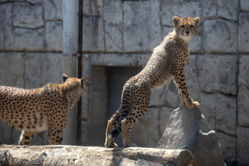 チーター, 子ども