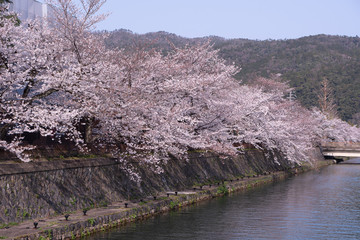 Cherry blossom along the river with blue sky. Kyoto Japan
