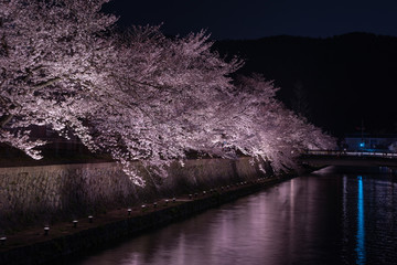 Light up of cherry blossoms along the river. Kyoto Japan
