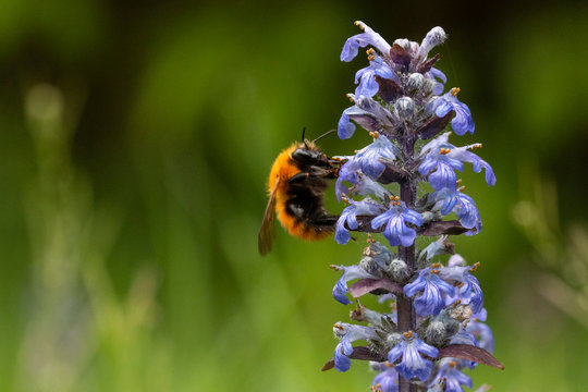 Common beagle - ajuga reptans