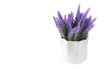 Lavender plant isolated on white background. Lavender in a pot. Floral home decor, greeting card with flower