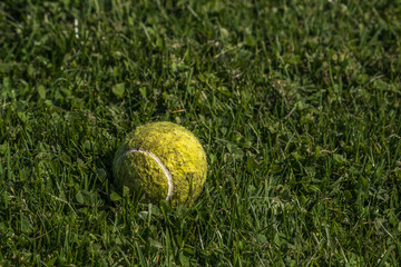 Worn Tennis ball on green grass. Copy space.