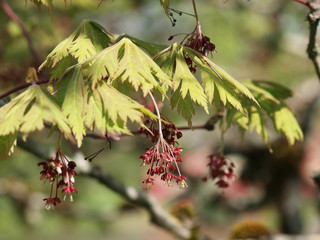 Acer japonicum 'Aconitifolium' - Erable du Japon à feuilles d'aconit touffues et découpées de couleur vert pomme 