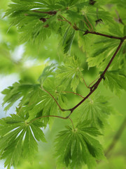 Acer japonicum 'Aconitifolium' - Petit érable du Japon à feuilles d'aconit 