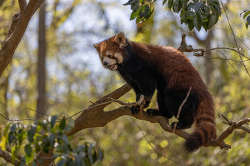 レッサーパンダ, アカパンダ