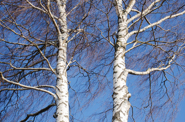 Birches branches against the blue sky. Spring time