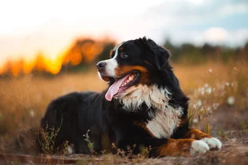 Foto op Canvas Side view at bernese mountain dog walking outdoor © Alexandr