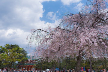 Beautiful cherry blossom and blue sky. Kyoto, Japan