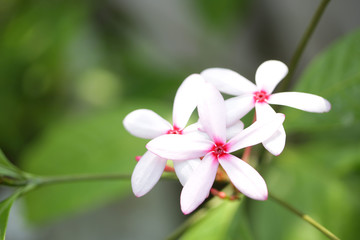 Naklejka na ściany i meble White frangipani flowers
