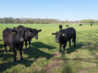 black angus cows in green meadow near geldermalsen in holland