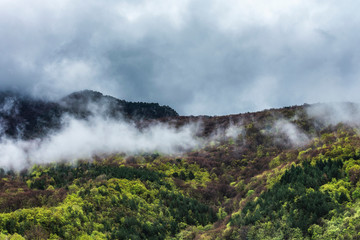 Fototapeta na wymiar Spring in misty mountain