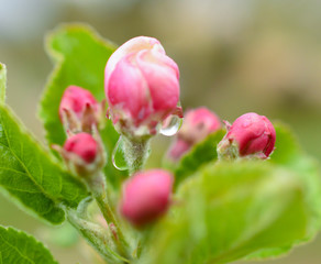 apple tree blossom close up view on blurred background with sun