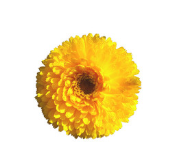 Marrygold yellow flower isolated on white background