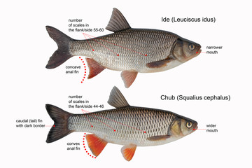 differences between IDE and Chub