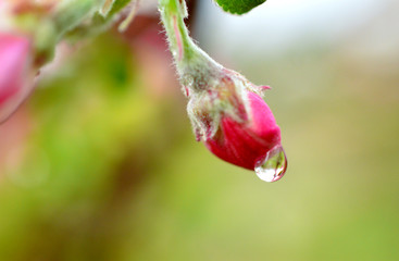 apple tree blossom close up view on blurred background with sun
