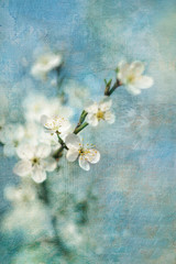 wild cherry, dzika wiśnia © Aleksandra