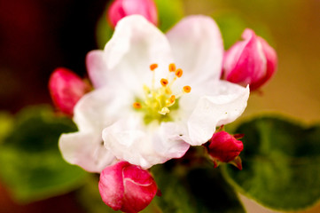 Fototapeta na wymiar apple tree blossom close up view on blurred background with sun