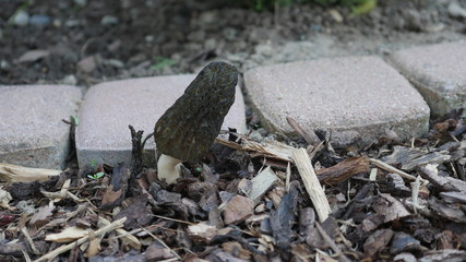 Spitzmorchel in Vorgärten auf Rindenmulch