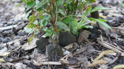Spitzmorchel in Vorgärten auf Rindenmulch